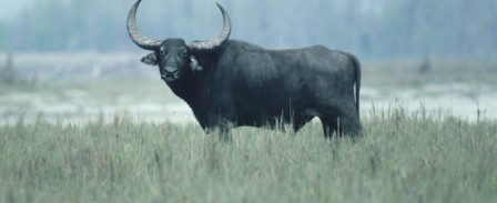 Piacenza: toro imbizzarrito uccide due uomini