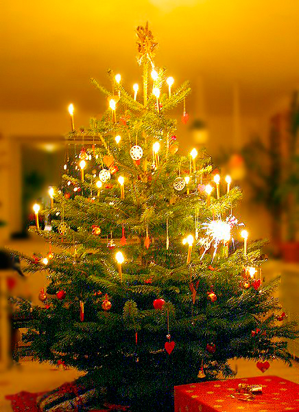La crisi colpisce gli alberi di Natale: più “bassi” di trenta centimetri