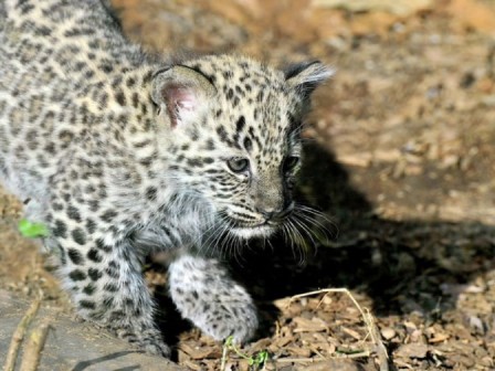 Iniziativa del Bioparco di Roma, un nome per il cucciolo di leopardo