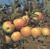 Il pomo della discordia: agricoltore infastidito taglia 55 meli dei vicini