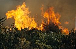 Divampa incendio nel Palermitano, morto un forestale