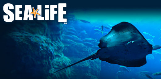 Sea Life: l’acquario di Roma aprirà le porte a giugno