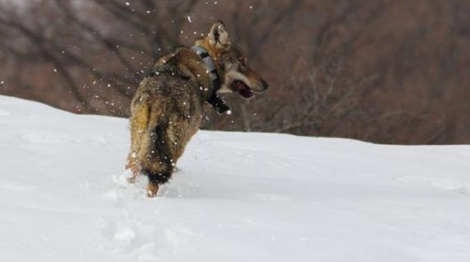 Il lupo salvato nella Valmarecchia si chiamerà Sic, in onore di Marco Simoncelli